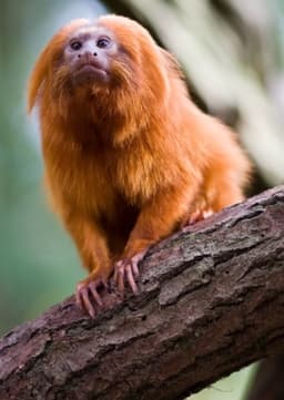 Golden Lion Tamarin