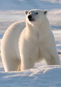 Polar Bear
