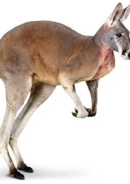 Kangaroo