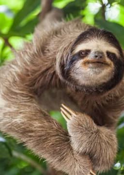 Sloth