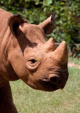 Rhinoceros