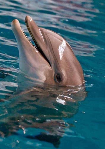 Bottlenose Dolphin