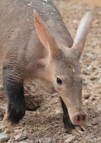 Aardvark