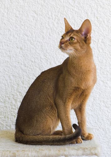 Abyssinian Cat