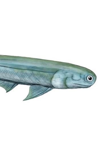 Acanthodes