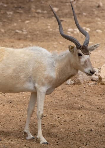 Addax