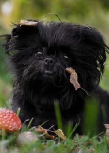 Affenpinscher Dog
