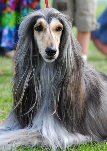 Afghan Hound Dog