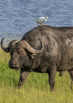 African Buffalo