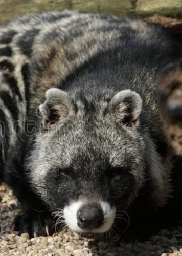 African Civet