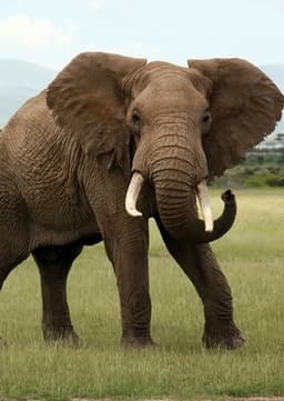 African Elephant