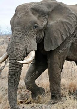 African Elephant