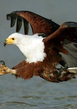 African Fish Eagle