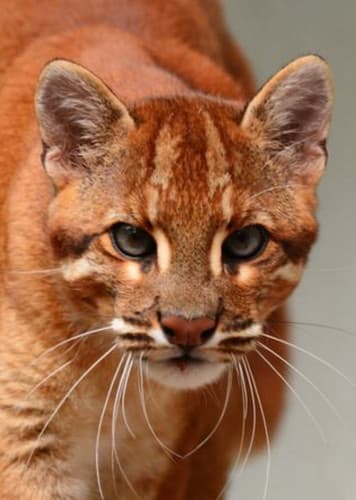 African Golden Cat