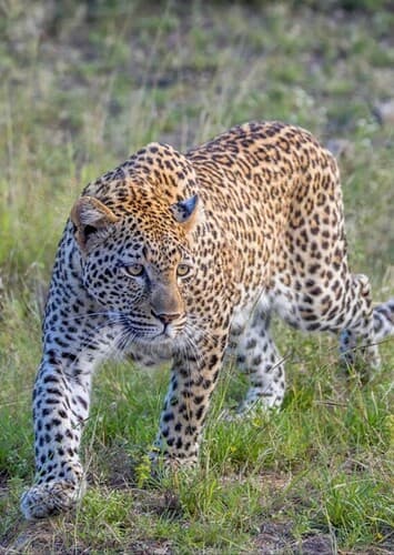 African Leopard