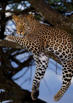African Leopard