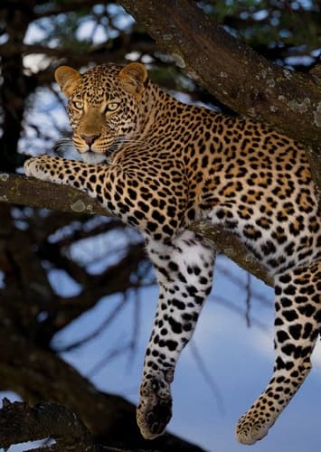 African Leopard