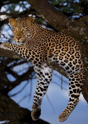 African Leopard