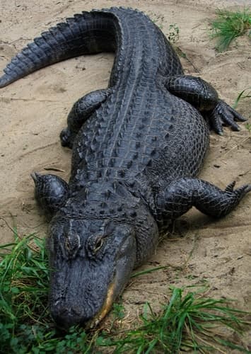 Alligator