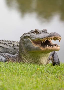 Alligator