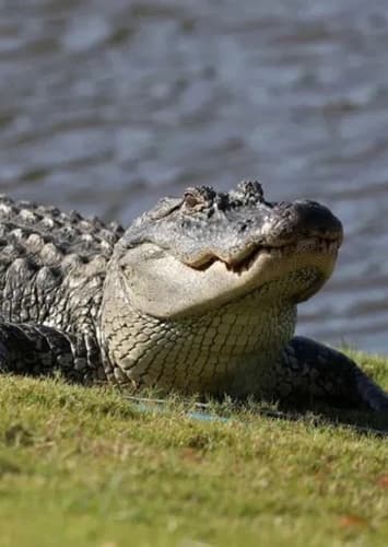 Alligator