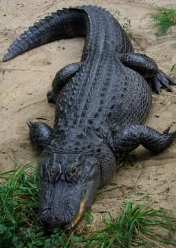 Alligator