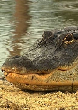 Alligator