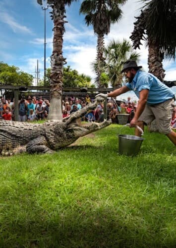 Alligator Adventure