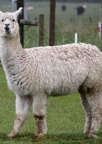 Alpaca