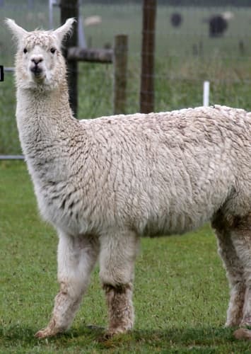 Alpaca