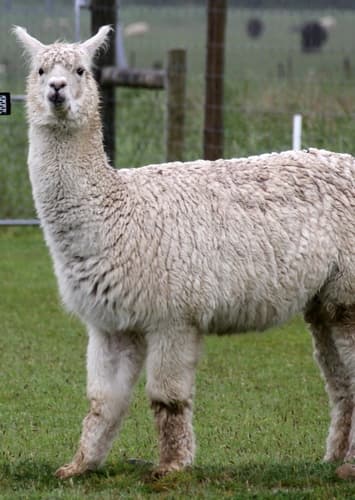 Alpaca