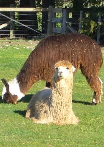 Alpaca