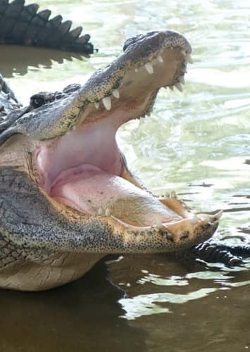 American Alligator