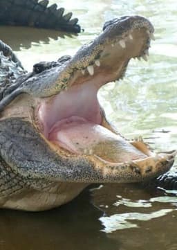 American Alligator