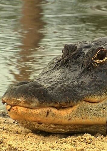 American Alligator