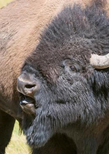 American Bison