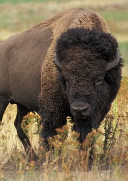 American Bison