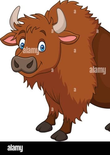 American Bison