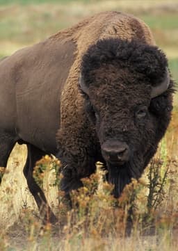 American Bison