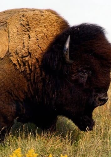 American Bison