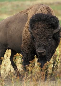 American bison