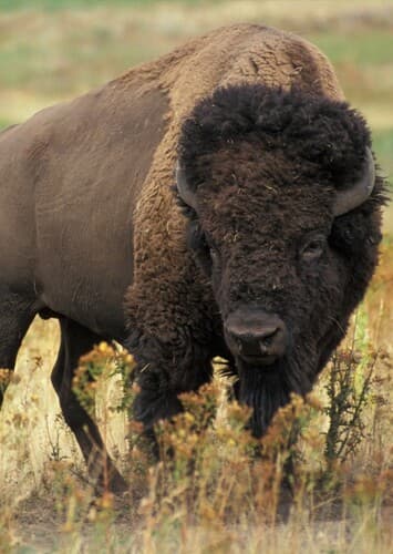 American Bison