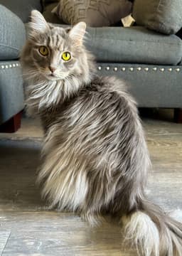 American Longhair