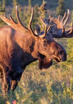 American Moose