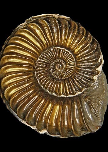 Ammonite