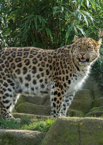 Amur Leopard