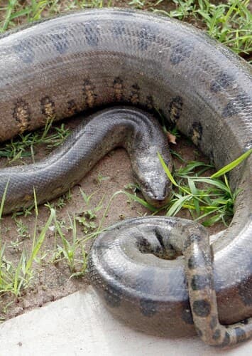 Anaconda