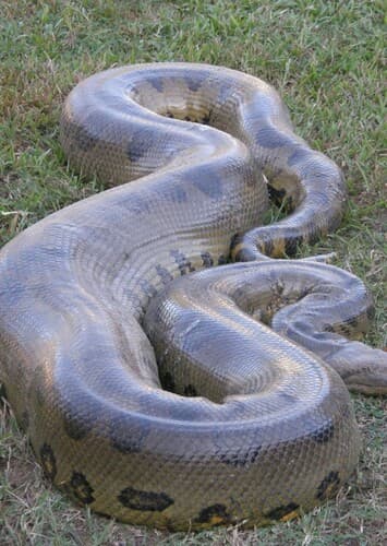 Anaconda