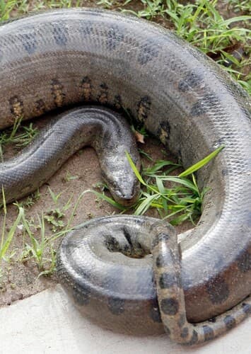 Anaconda