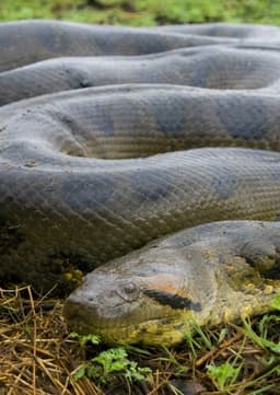 Anaconda